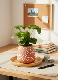 Calathea Orbifolia - Potted plant -  Tumbleweed Plants