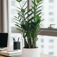 ZZ Plant - Large