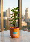 Epipremnum Aureum - Money Plant (Variegated) - Potted plant -  Tumbleweed Plants