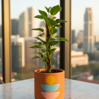 Epipremnum Aureum - Money Plant (Variegated)