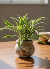 Dracena Fragrans Lemon Lime