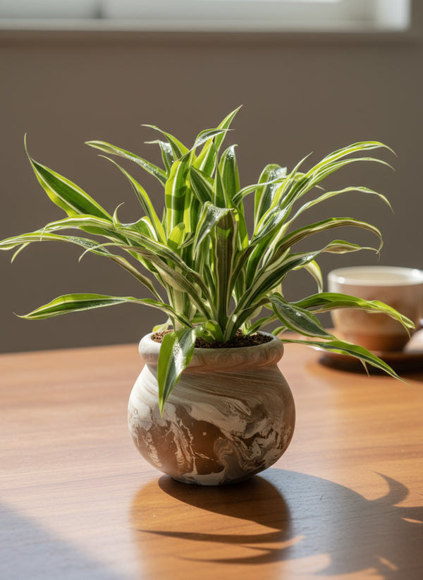 Dracena Fragrans Lemon Lime