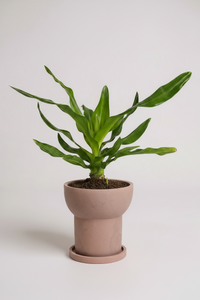 Crinum Superbum - Giant Spider Lily Bulb - Bulbs -  Tumbleweed Plants