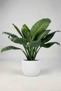 Sensation Peace Lily - Potted plant -  Tumbleweed Plants