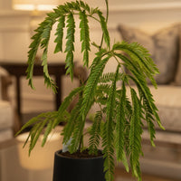 Everfresh Little Tree - Pithecellobium Confertum Japan