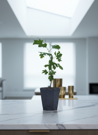 Vitis Vinifera - Grapes - Potted plant -  Tumbleweed Plants