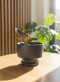 Giant Jewel Orchid - Potted plant -  Tumbleweed Plants