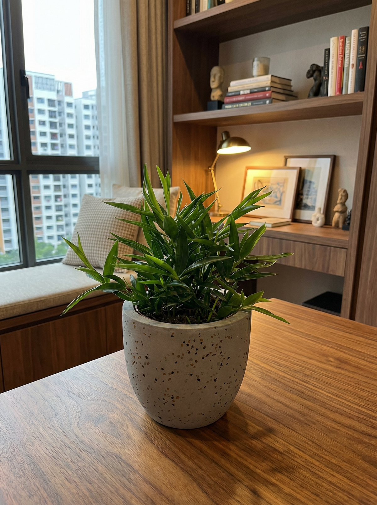 Dracaena Surculosa - Japanese Bamboo