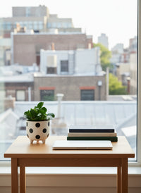 Peperomia - Baby Rubber Plant