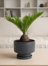 Sago Palm (0.3m)