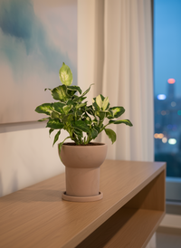 Dieffenbachia ‘Camille’ - Potted plant -  Tumbleweed Plants