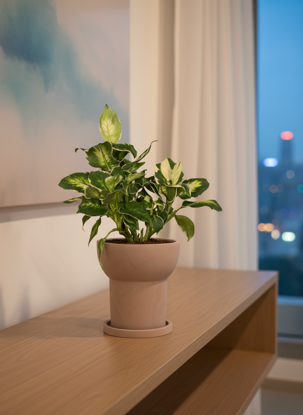Dieffenbachia ‘Camille’ - Potted plant -  Tumbleweed Plants