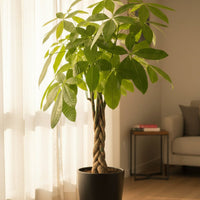 Money Tree - XL (1-1.6m)