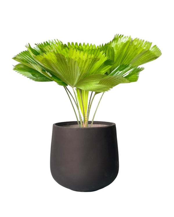 Fan Palm (1.2m) - polyethylene bag - Potted plant - Tumbleweed Plants - Online Plant Delivery Singapore