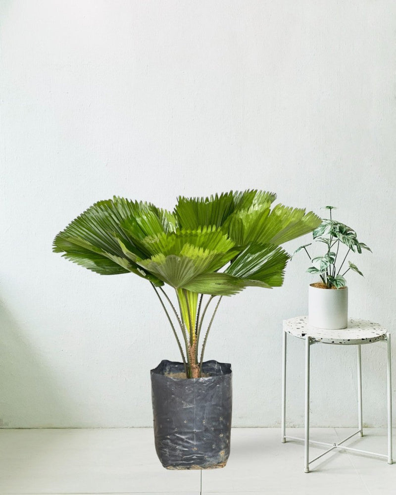 Fan Palm (1.2m) - polyethylene bag - Potted plant - Tumbleweed Plants - Online Plant Delivery Singapore