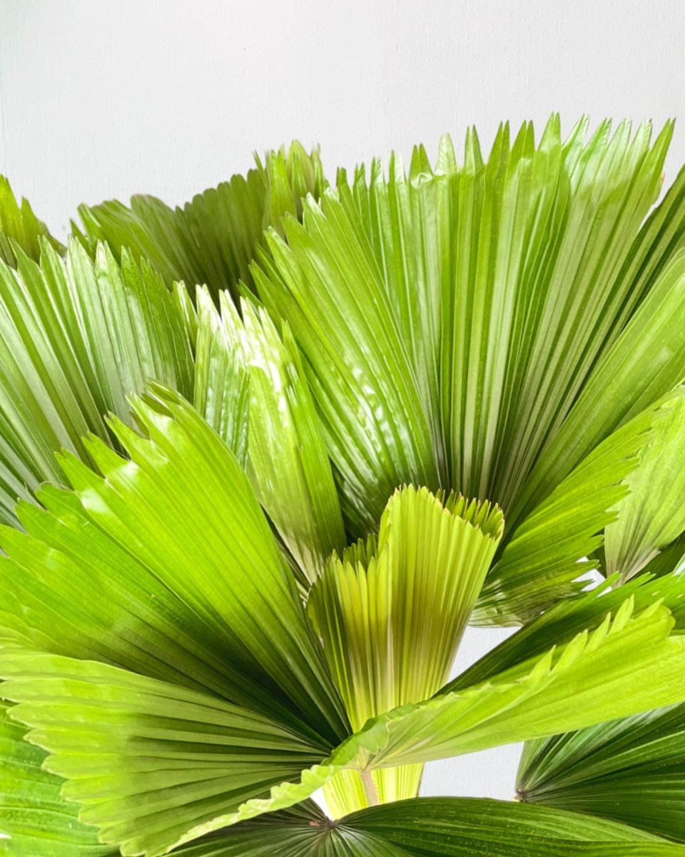 Fan Palm (1.2m) - polyethylene bag - Potted plant - Tumbleweed Plants - Online Plant Delivery Singapore