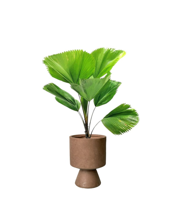 Fan Palm - grow pot - Potted plant - Tumbleweed Plants - Online Plant Delivery Singapore