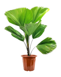 Fan Palm - grow pot - Potted plant - Tumbleweed Plants - Online Plant Delivery Singapore
