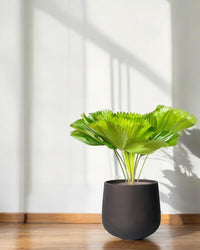 Fan Palm - XL - polyethylene bag - Potted plant - Tumbleweed Plants - Online Plant Delivery Singapore