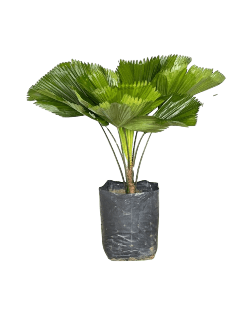 Fan Palm - XL - polyethylene bag - Potted plant - Tumbleweed Plants - Online Plant Delivery Singapore