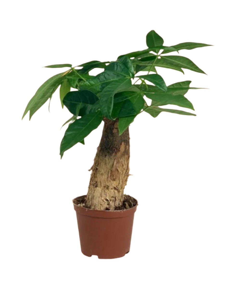 Fat Baby Money Tree - grow pot - Potted plant - Tumbleweed Plants - Online Plant Delivery Singapore