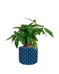 Fat Boy Money Tree - carter planters - small - Potted plant - Tumbleweed Plants - Online Plant Delivery Singapore