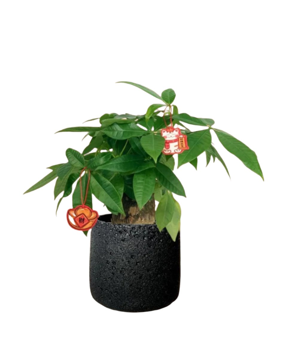 Fat Boy Money Tree - coarse cylinder planter - black - Potted plant - Tumbleweed Plants - Online Plant Delivery Singapore