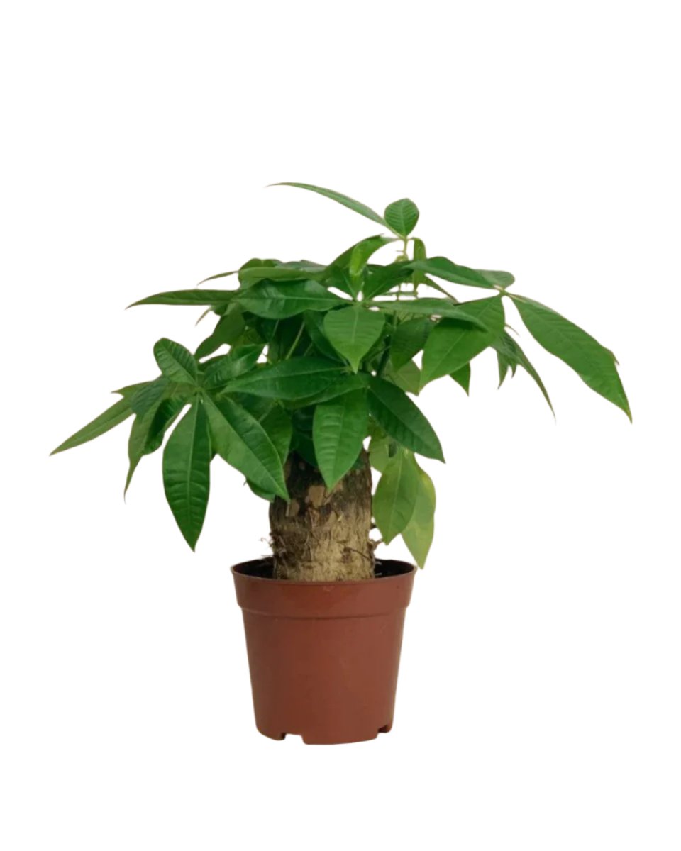 Fat Boy Money Tree - grow pot - Potted plant - Tumbleweed Plants - Online Plant Delivery Singapore