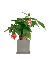 Fat Boy Money Tree - smoffy cement planter - square - Potted plant - Tumbleweed Plants - Online Plant Delivery Singapore