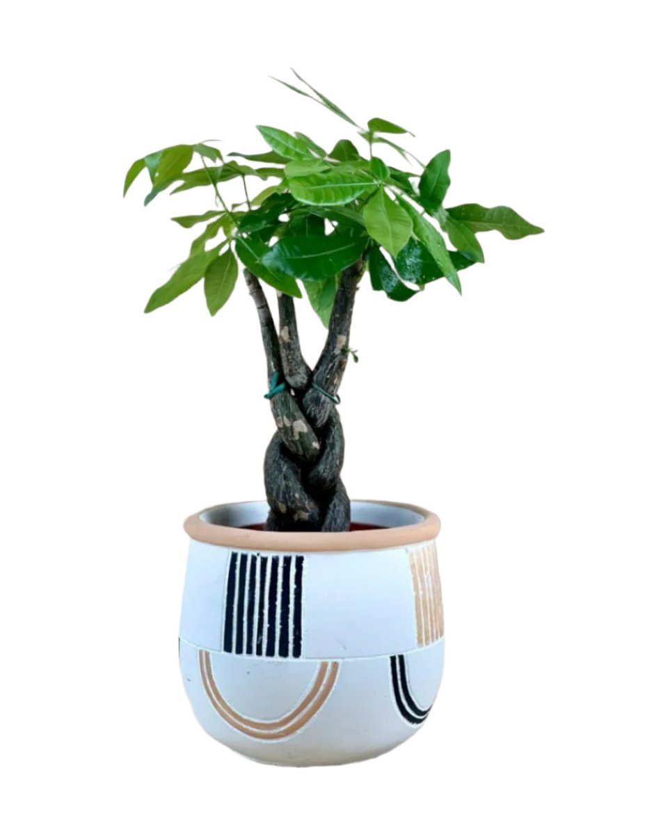 large alive planter (white)