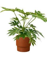 Fatsia Japonica Variegated - grow pot - Potted plant - Tumbleweed Plants - Online Plant Delivery Singapore