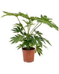 Fatsia Japonica Variegated - grow pot - Potted plant - Tumbleweed Plants - Online Plant Delivery Singapore