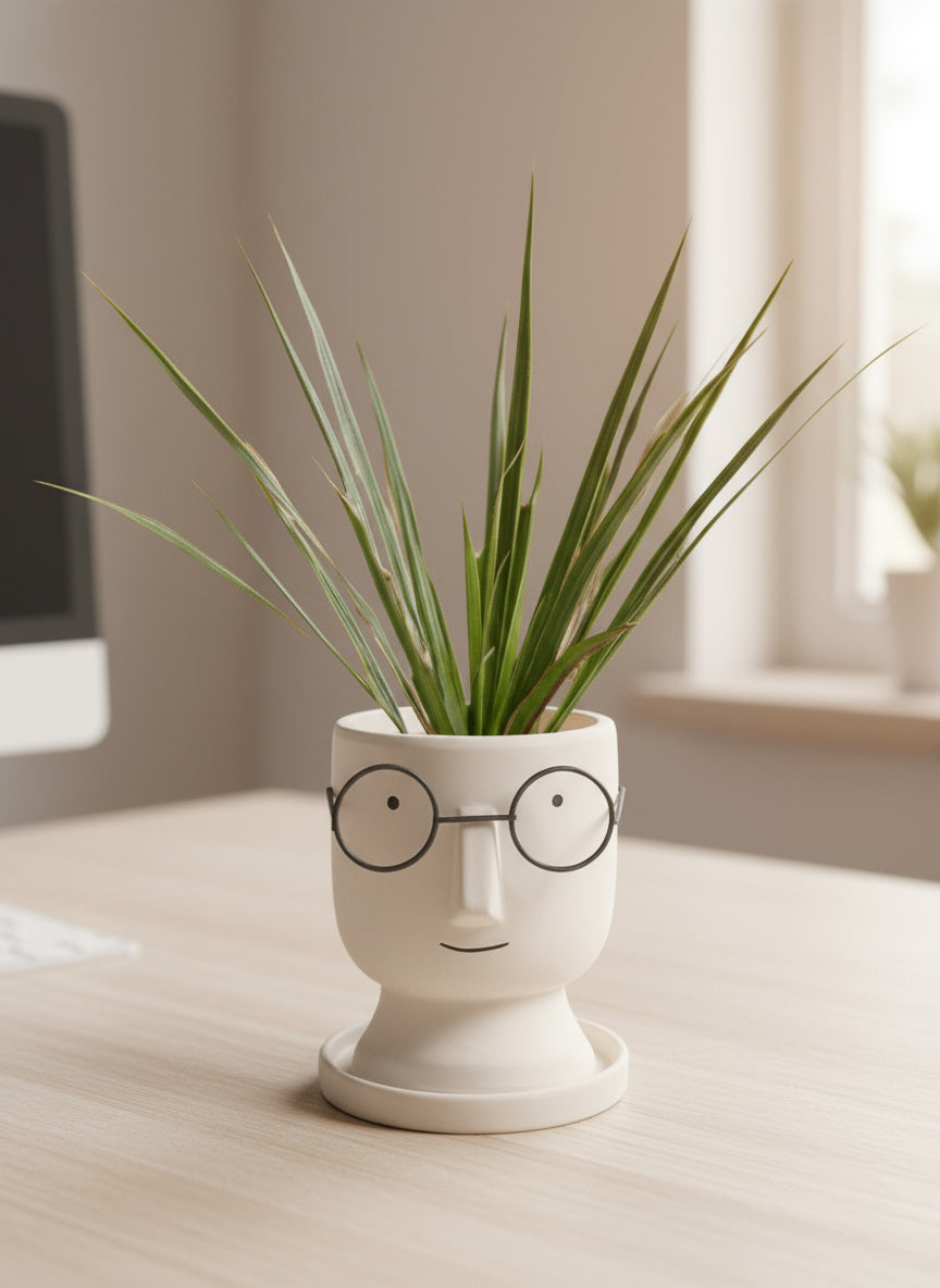 Dracaena Bicolour - Small