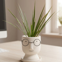 Dracaena Bicolour - Small