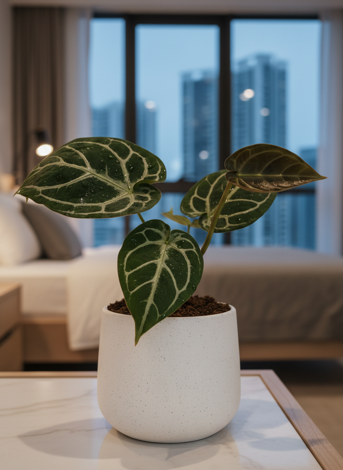 Crystal Anthurium Junior