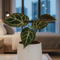 Crystal Anthurium Junior