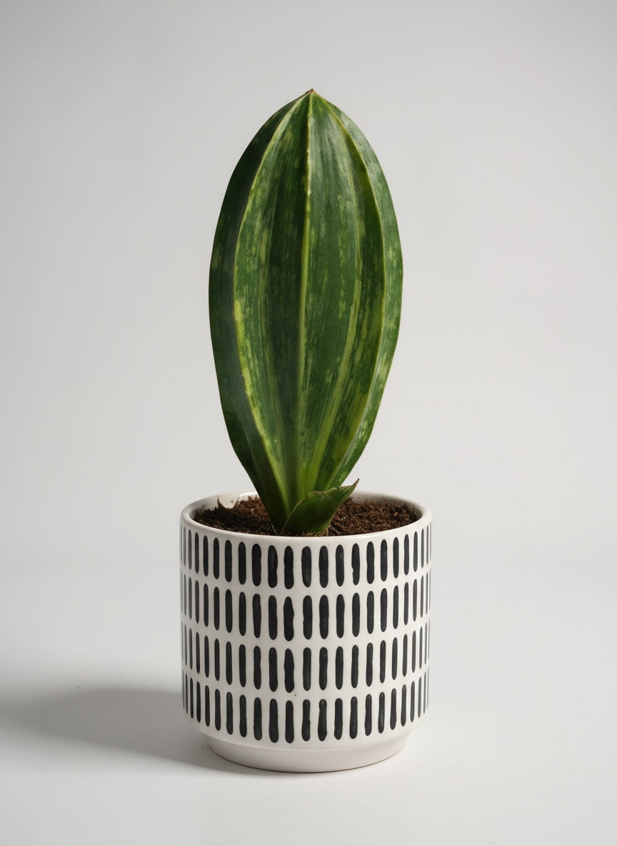 Little Whale Fin Variegated