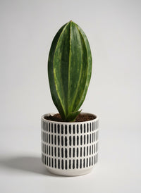 Little Whale Fin Variegated