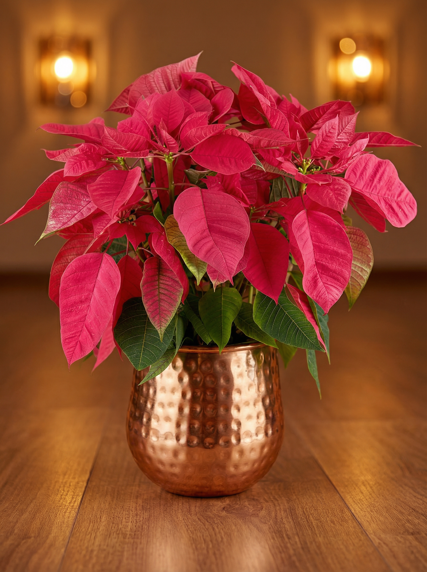 Poinsettia - Tall