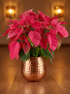 Poinsettia - Tall