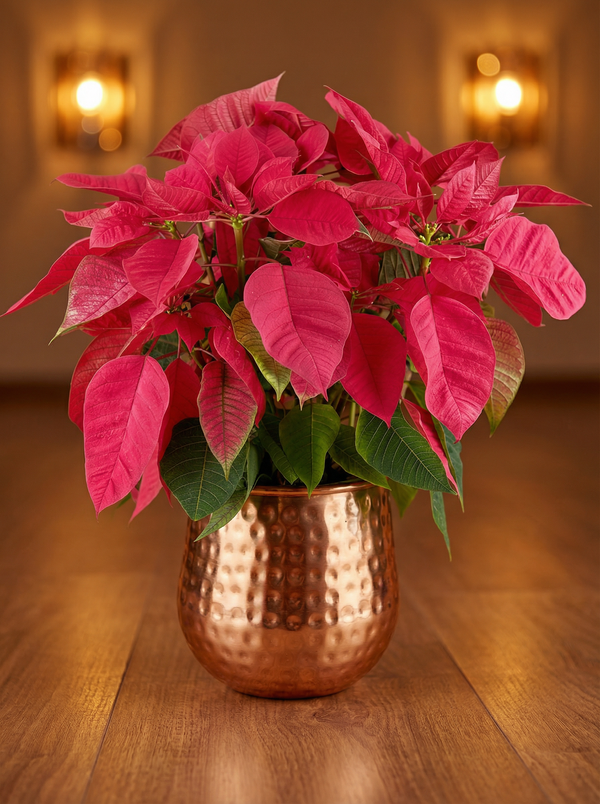 Poinsettia - Tall