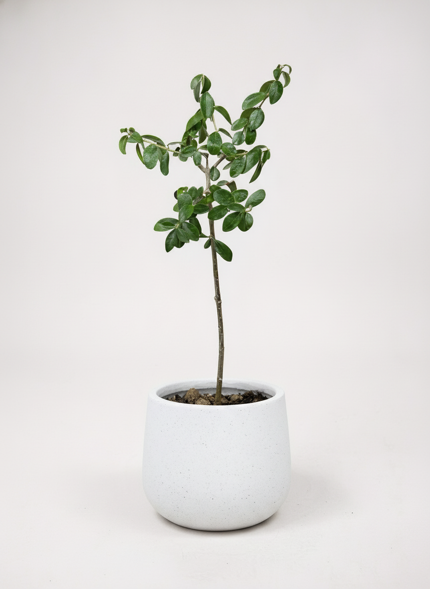 XS Olive Tree Topiary (Shodoshima Japan)