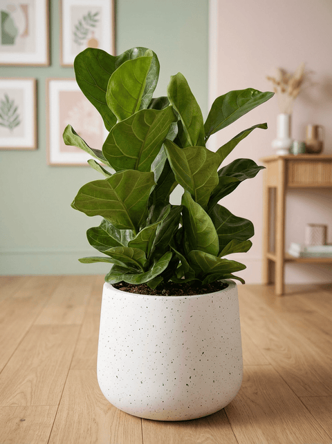 Ficus lyrata 3-in1 Plant