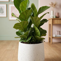 Ficus lyrata 3-in1 Plant