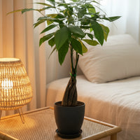 Money Tree Long Braided (Junior)