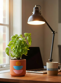 Sweet Basil - Potted plant -  Tumbleweed Plants