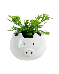 Fern Aspleium Leslei - grow pot - Potted plant - Tumbleweed Plants - Online Plant Delivery Singapore