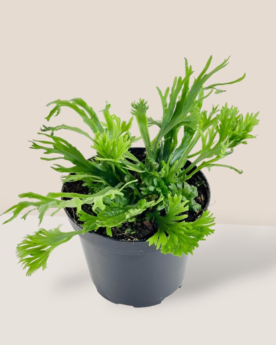 Fern Aspleium Leslei - grow pot - Potted plant - Tumbleweed Plants - Online Plant Delivery Singapore