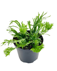 Fern Aspleium Leslei - grow pot - Potted plant - Tumbleweed Plants - Online Plant Delivery Singapore