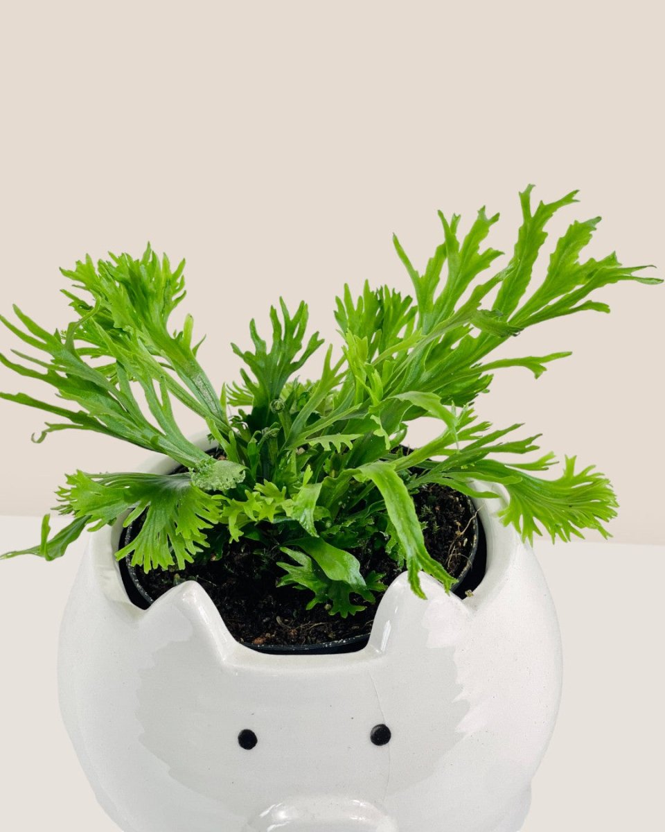 Fern Aspleium Leslei - grow pot - Potted plant - Tumbleweed Plants - Online Plant Delivery Singapore